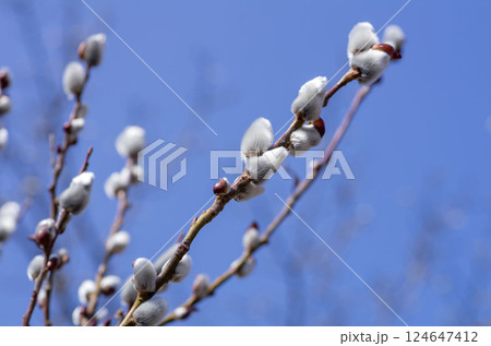 ネコヤナギ ネコヤナギ 124647412