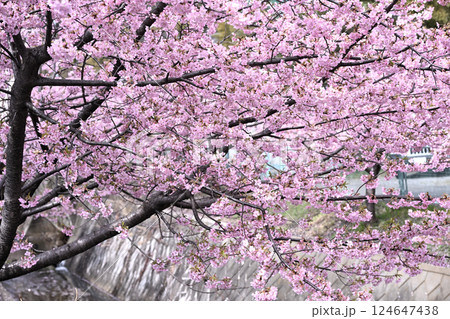 平瀬川畔の河津桜 124647438
