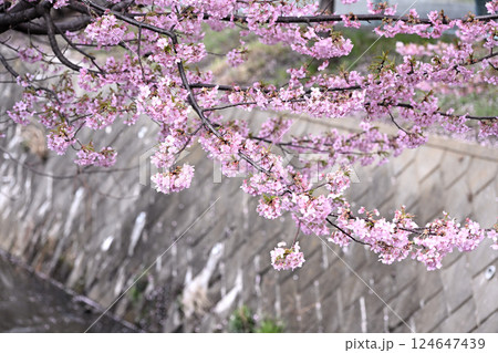 平瀬川畔の河津桜 124647439