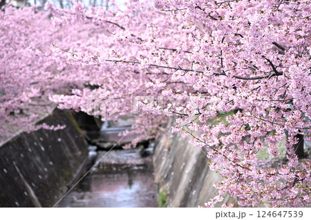 平瀬川畔の河津桜 124647539