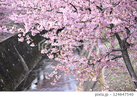 平瀬川畔の河津桜 124647540