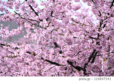 平瀬川畔の河津桜 124647541