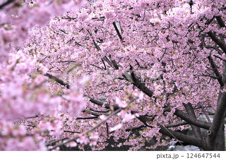 平瀬川畔の河津桜 124647544
