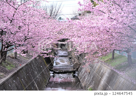 平瀬川畔の河津桜 平瀬川畔の河津桜 124647545