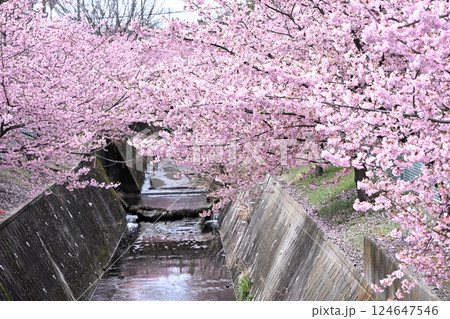 平瀬川畔の河津桜 124647546
