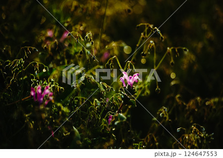 <五島の風景>夜明けのホトケノザの花 <五島の風景>夜明けのホトケノザの花 124647553