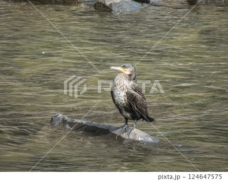 カワウ 宇治市宇治川 カワウ 宇治市宇治川 124647575