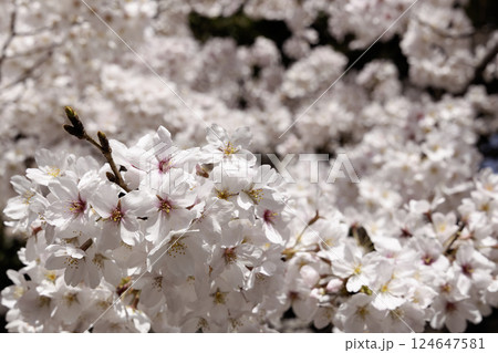 満開の桜、ソメイヨシノ、アップ写真 124647581
