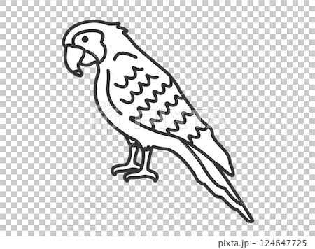 鸚鵡（線條描）插圖 124647725