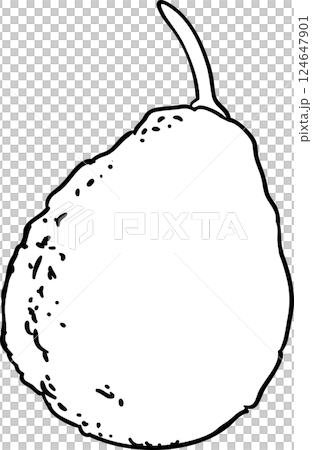 Avocado Fruit Outline Illustration 124647901
