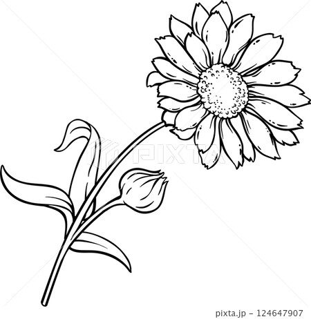 Calendula Plant with Flowers and Leaves Outline Illustration Calendula Plant with Flowers and Leaves Outline Illustration 124647907