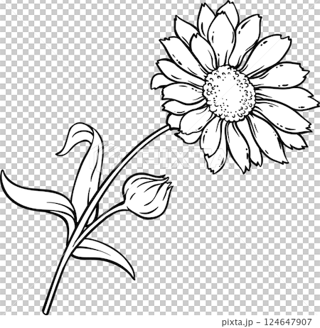 Calendula Plant with Flowers and Leaves Outline Illustration Calendula Plant with Flowers and Leaves Outline Illustration 124647907