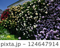 壁一面に四色のバラが咲き乱れる 124647914