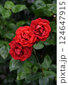 赤いバラが仲良く並んで咲いている 124647915