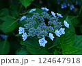 青白く日陰で咲くガクアジサイ 124647918