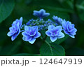 白紫色のガクアジサイが咲き誇る 124647919