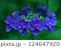 ガクアジサイが王冠の様に咲いている 124647920