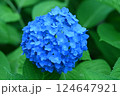 青いアジサイが日陰で咲いている 124647921