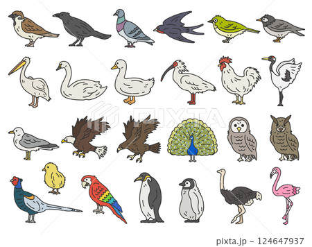 いろいろな、鳥類（線画カラー）のイラストセット 124647937