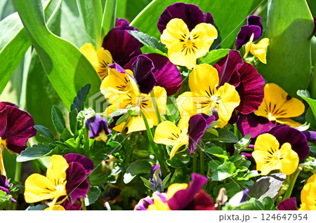 ビオラ ビオラ 124647954