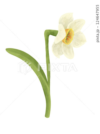 The narcissus flower is white and yellow, a digital handmade illustration on a white background. 124647955