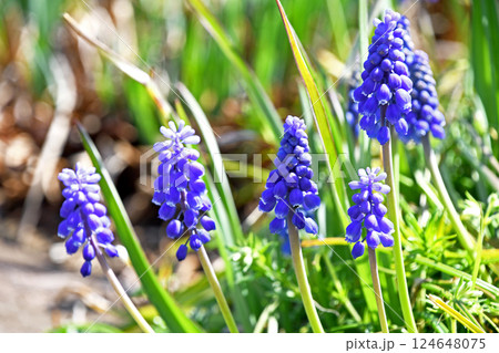 ムスカリ・アルメニアカム 124648075