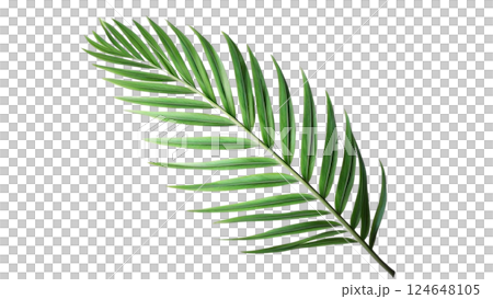 Vibrant tropical green palm leaf isolated on a transparent background perfect for nature-inspired designs botanical illustrations and digital artwork available in high-quality PNG format Vibrant tropical green palm leaf isolated on a transparent background perfect for nature-inspired designs botanical illustrations and digital artwork available in high-quality PNG format 124648105