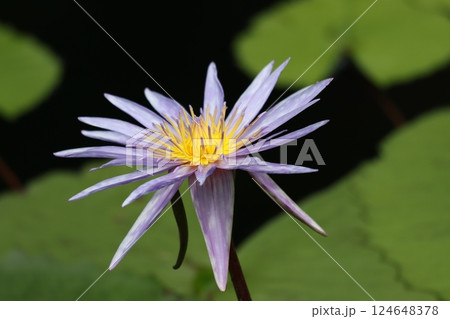 水の妖精と称されるスイレンの花ー拾 水の妖精と称されるスイレンの花ー拾 124648378