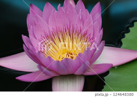 鮮やかな色合いで人の心を魅了する睡蓮花 124648380