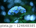 青い紫陽花が日陰で咲いている 124648385