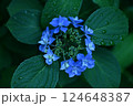 雨にめに濡れたれたアジサイ 124648387