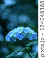 青い花びらのアジサイ咲く 124648388