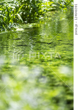 水面に映る新緑・清流・エコイメージ(大山) 水面に映る新緑・清流・エコイメージ(大山) 124648391