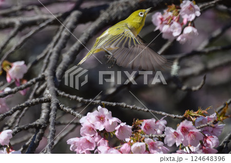メジロと河津桜 メジロと河津桜 124648396