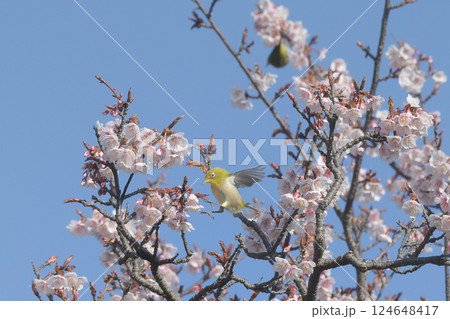 メジロと河津桜 メジロと河津桜 124648417
