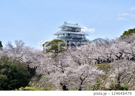 春の福岡城天守台 春の天守閣ライトアップ用仮設工作物 春の福岡城天守台 春の天守閣ライトアップ用仮設工作物 124648479