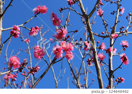 青空に映える趣あるピンクの梅の花 　早春の公園 124648492