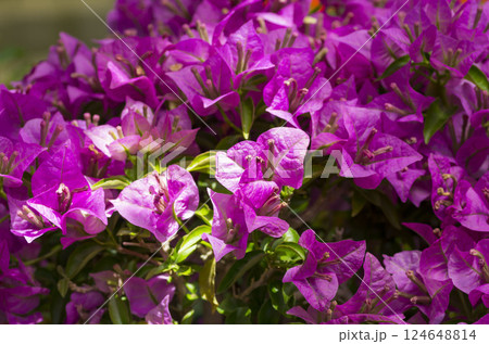 ブーゲンビレア ブーゲンビレア 124648814