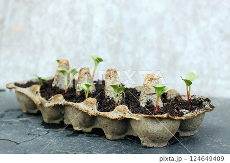 Egg boxes with radish seedlings. 124649409