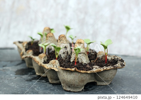 Egg boxes with radish seedlings. 124649410