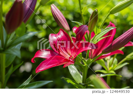 スカシユリ スカシユリ 124649530