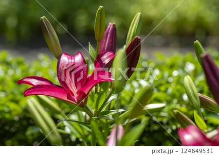スカシユリ スカシユリ 124649531