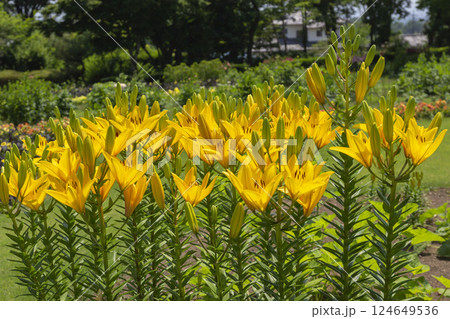 スカシユリ スカシユリ 124649536