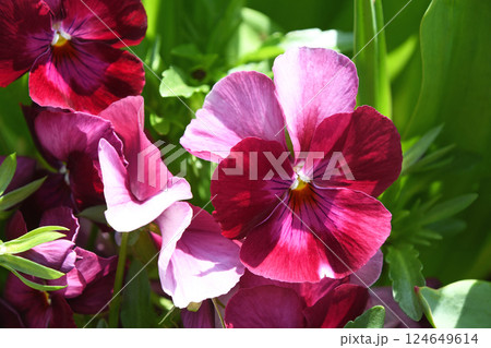 パンジー パンジー 124649614