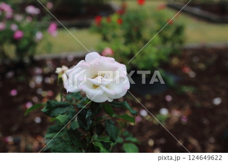 荒尾市　おもやい市民花壇　バラの花、 124649622