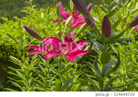 スカシユリ 124649729