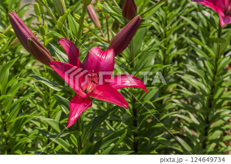 スカシユリ スカシユリ 124649734