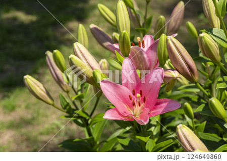 スカシユリ スカシユリ 124649860
