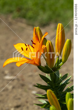スカシユリ スカシユリ 124649866