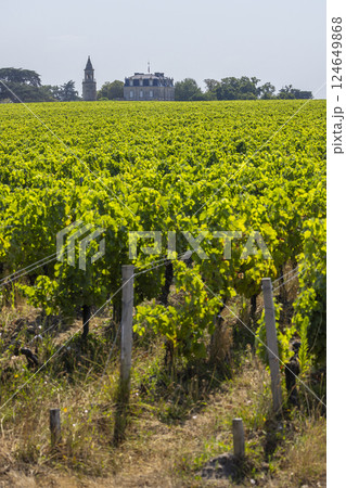 Typical vineyards near Chateau la Tour de By, Bordeaux, Aquitaine, France 124649868